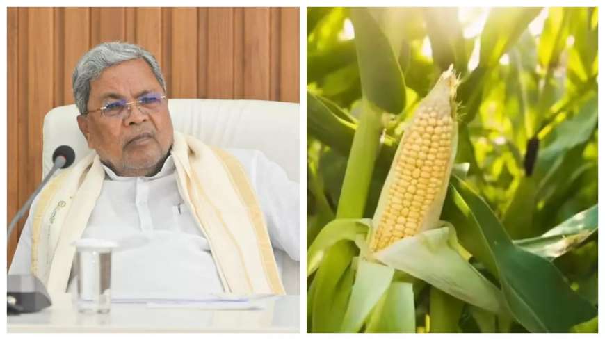 ಮೆಕ್ಕೆಜೋಳ ಬೆಳೆಗಾರರಿಗೆ ಸಿಹಿ ಸುದ್ದಿ; ನೇರ ಖರೀದಿಗೆ ಆದೇಶ ನೀಡಿದ ಸರ್ಕಾರ; ಕ್ವಿಂಟಾಲ್‌ಗೆ ದರ ಎಷ್ಟು?