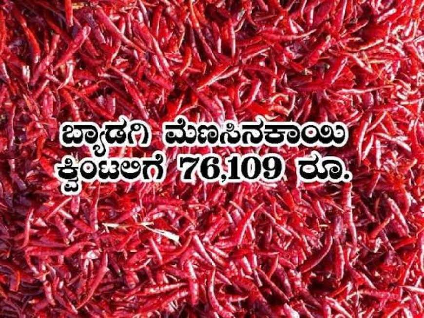 ಕ್ವಿಂಟಾಲ್ ಗೆ 71 ಸಾವಿರ ರೂ. ಗಡಿ ದಾಟಿದ ಕೆಂಪು ಮೆಣಸಿನಕಾಯಿ ದರ