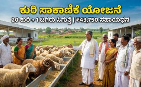 Kuri sakanike-20 ಕುರಿ+1ಟಗರು ಸಾಕಾಣಿಕೆಗೆ 43,750 ರೂಪಾಯಿ ರೈತರ ಖಾತೆಗೆ ನೇರ ಜಮಾ