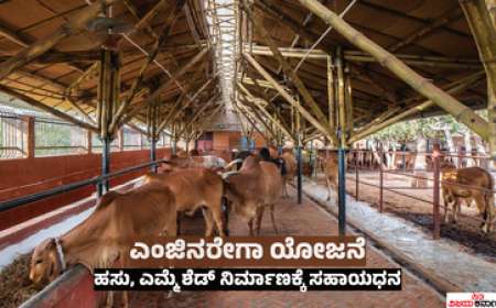 Koli Kuri shed-ಕುರಿ,ಕೋಳಿ,ದನದ ಶೆಡ್ ನಿರ್ಮಾಣಕ್ಕೆ ರೈತರ ಖಾತೆಗೆ ಜಮಾ ಆಗಲಿದೆ 57,000 ರೂಪಾಯಿ