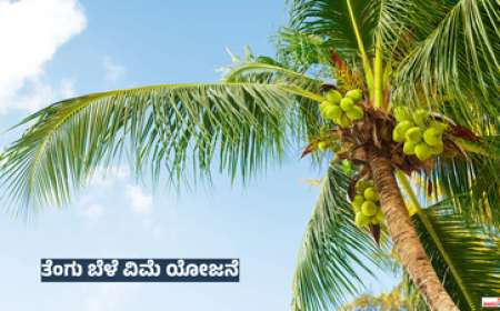 Tengu belevime-ತೆಂಗಿಗೆ ಹೆಚ್ಚಿದ ಬೇಡಿಕೆ,3250 ರೂಪಾಯಿ ಬೆಳೆವಿಮೆ ಕಟ್ಟಿ 65,000 ರೂಪಾಯಿ ಬೆಳೆವಿಮೆ ಪಡೆಯಿರಿ