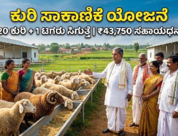 Kuri sakanike-ಅಮೃತ ಸ್ವಾಭಿಮಾನಿ ಕುರಿಗಾಹಿ ಯೋಜನೆ: ಕುರಿ ಸಾಕಾಣಿಕೆಗೆ 43,750 ರೂಪಾಯಿ ರೈತರ ಖಾತೆಗೆ ನೇರ ಜಮಾ