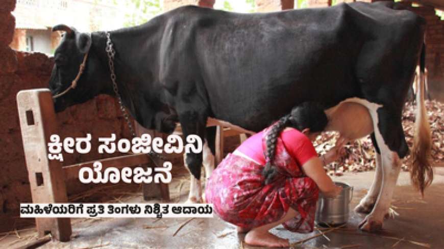 Ksheera sanjeevini yojane-ಕ್ಷೀರ ಸಂಜೀವಿನಿ ಯೋಜನೆಯಡಿ ಹಸು ಸಾಕಾಣಿಕೆ ಮಾಡುವವರಿಗೆ ಸಿಗಲಿದೆ ಪ್ರತಿ ತಿಂಗಳು 3,500 ರೂಪಾಯಿ