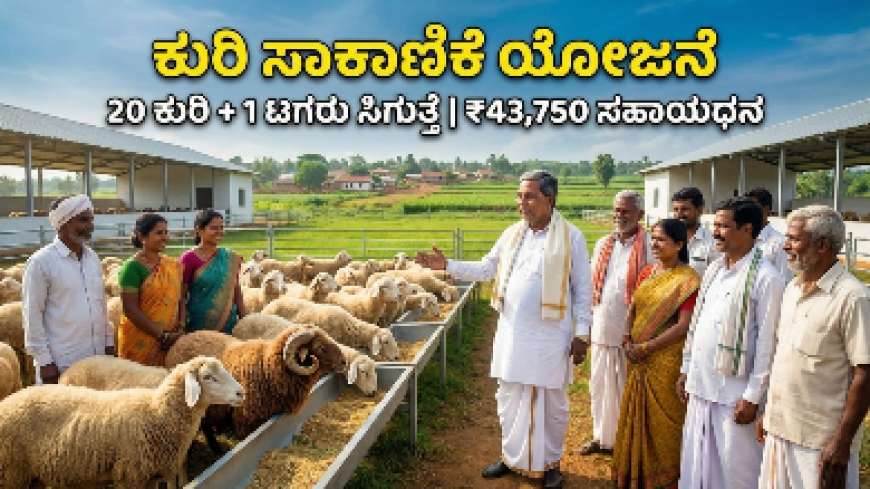 Kuri sakanike-20 ಕುರಿ+1ಟಗರು ಸಾಕಾಣಿಕೆಗೆ 43,750 ರೂಪಾಯಿ ರೈತರ ಖಾತೆಗೆ ನೇರ ಜಮಾ
