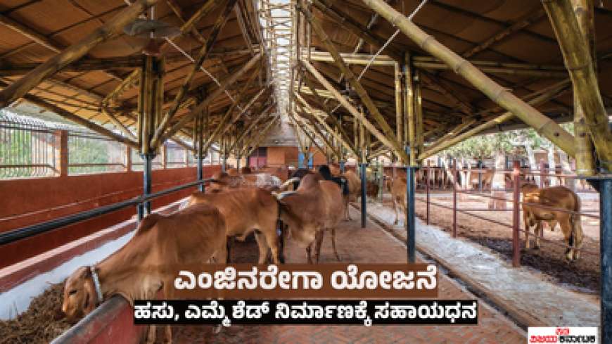 Koli Kuri shed-ಕುರಿ,ಕೋಳಿ,ದನದ ಶೆಡ್ ನಿರ್ಮಾಣಕ್ಕೆ ರೈತರ ಖಾತೆಗೆ ಜಮಾ ಆಗಲಿದೆ 57,000 ರೂಪಾಯಿ
