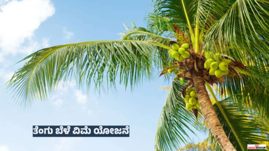 Tengu belevime-ತೆಂಗಿಗೆ ಹೆಚ್ಚಿದ ಬೇಡಿಕೆ,3250 ರೂಪಾಯಿ ಬೆಳೆವಿಮೆ ಕಟ್ಟಿ 65,000 ರೂಪಾಯಿ ಬೆಳೆವಿಮೆ ಪಡೆಯಿರಿ