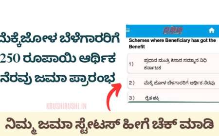 Maize DBT-ಮೆಕ್ಕೆಜೋಳ ಬೆಳೆಗಾರರಿಗೆ 250 ರೂಪಾಯಿ ಆರ್ಥಿಕ ನೆರವು ಜಮಾ ಪ್ರಾರಂಭ,ನಿಮ್ಮ ಜಮಾ ಸ್ಟೇಟಸ್ ಚೆಕ್ ಮಾಡುವ ಡೈರೆಕ್ಟ್ ಲಿಂಕ್