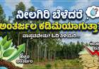 Neelagiri-ನೀಲಗಿರಿ ಬೆಳೆದರೆ ಅಂತರ್ಜಲ ಕಡಿಮೆಯಾಗುತ್ತಾ?