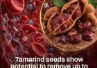 Tamarind seeds-ಇನ್ನು ಮುಂದೆ ಹುಣಸೆ ಬೀಜ ಎಸೆಯಬೇಡಿ, ಇದು ನಿಮ್ಮ ದೇಹದ 90% ಪ್ಲಾಸ್ಟಿಕ್ ಕರಗಿಸುತ್ತೆ