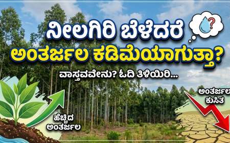 Neelagiri-ನೀಲಗಿರಿ ಬೆಳೆದರೆ ಅಂತರ್ಜಲ ಕಡಿಮೆಯಾಗುತ್ತಾ?