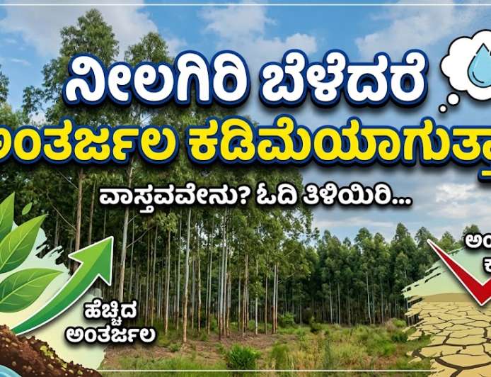 Neelagiri-ನೀಲಗಿರಿ ಬೆಳೆದರೆ ಅಂತರ್ಜಲ ಕಡಿಮೆಯಾಗುತ್ತಾ?
