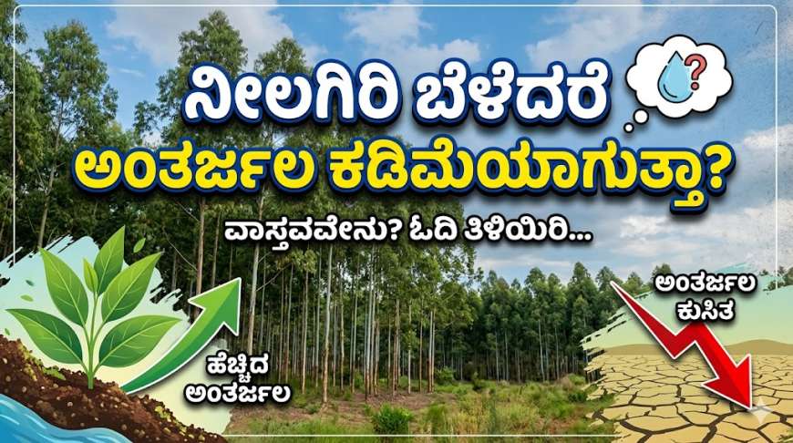 Neelagiri-ನೀಲಗಿರಿ ಬೆಳೆದರೆ ಅಂತರ್ಜಲ ಕಡಿಮೆಯಾಗುತ್ತಾ?