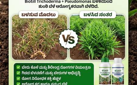 ಶುಂಠಿ,ಅಡಿಕೆ,ಬಾಳೆ,ದಾಳಿಂಬೆಗೆ ಟ್ರೈಕೊಡರ್ಮಾ,ಸುಡೊಮೊನಾಸ್ ಡ್ರೆಂಚಿಂಗ್ ಮಾಡಿ