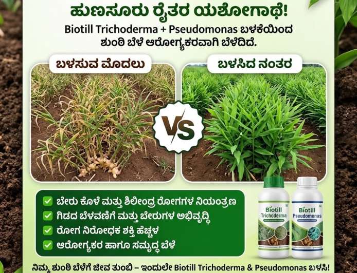ಶುಂಠಿ,ಅಡಿಕೆ,ಬಾಳೆ,ದಾಳಿಂಬೆಗೆ ಟ್ರೈಕೊಡರ್ಮಾ,ಸುಡೊಮೊನಾಸ್ ಡ್ರೆಂಚಿಂಗ್ ಮಾಡಿ