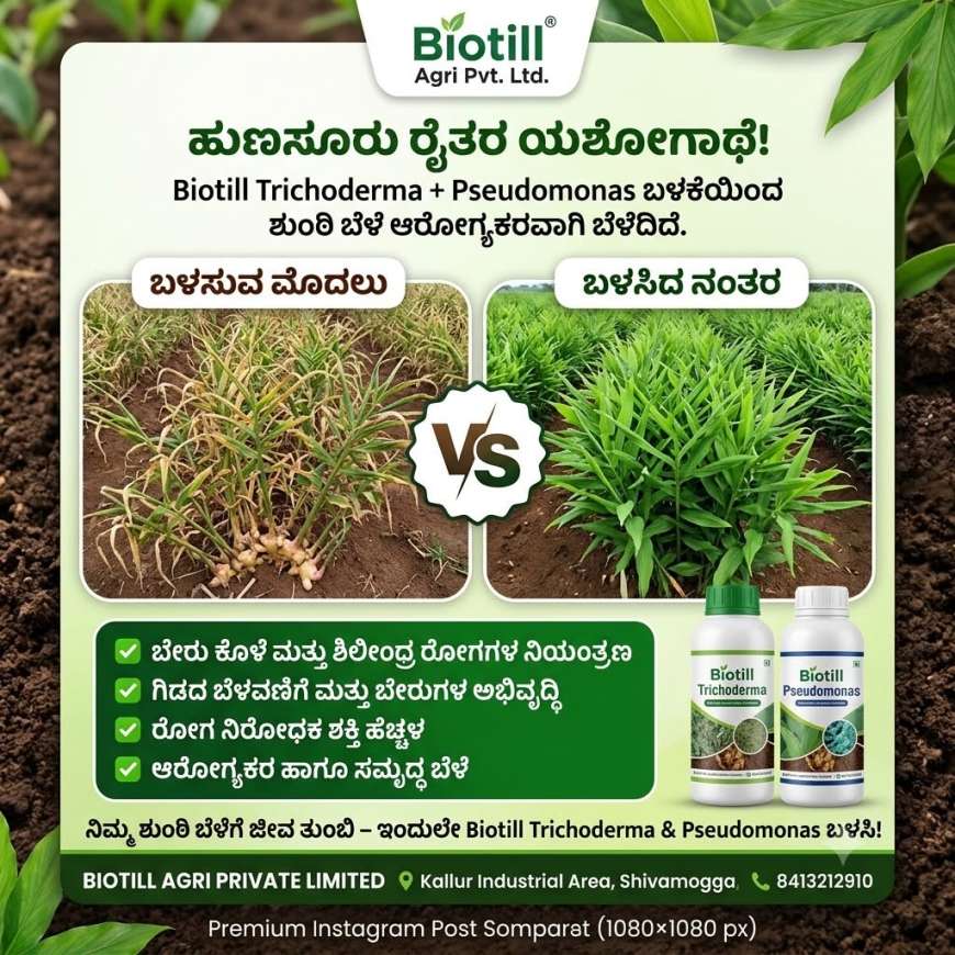 ಶುಂಠಿ,ಅಡಿಕೆ,ಬಾಳೆ,ದಾಳಿಂಬೆಗೆ ಟ್ರೈಕೊಡರ್ಮಾ,ಸುಡೊಮೊನಾಸ್ ಡ್ರೆಂಚಿಂಗ್ ಮಾಡಿ